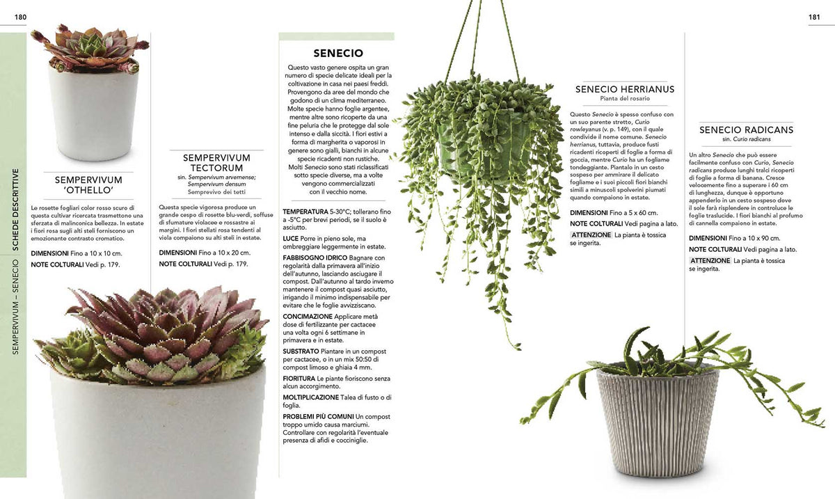 Cactus e succulente