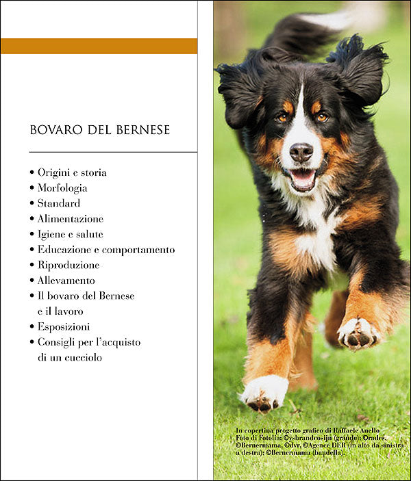 Bovaro del bernese. Vita in casa - Educazione - Cure