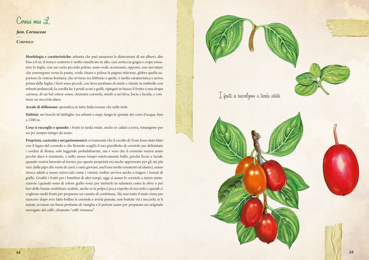 Erbe selvatiche. Riconoscimento - Raccolta - Usi gastronomici