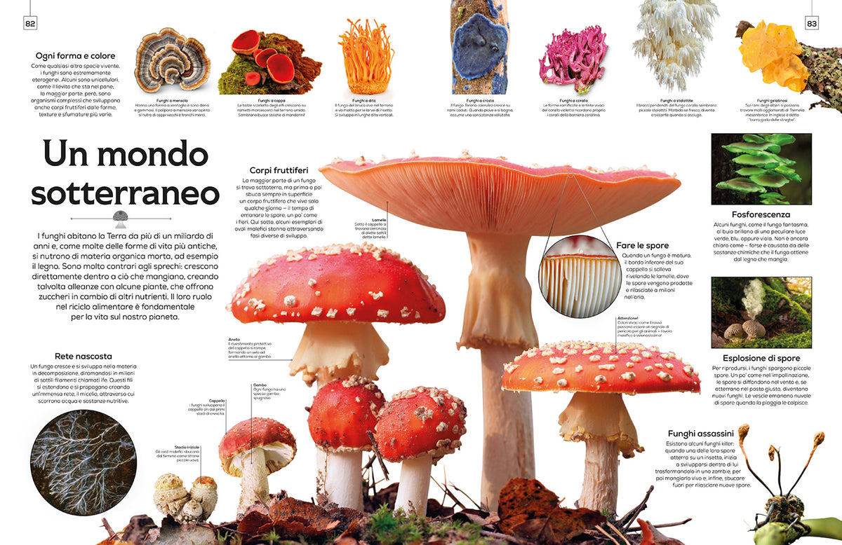 Forme della natura