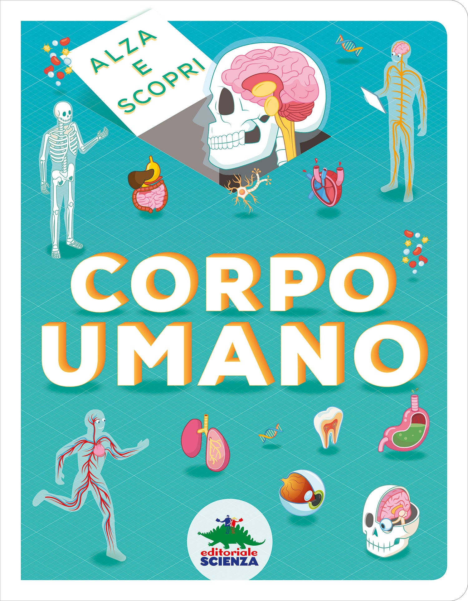 Alza e scopri - Corpo umano