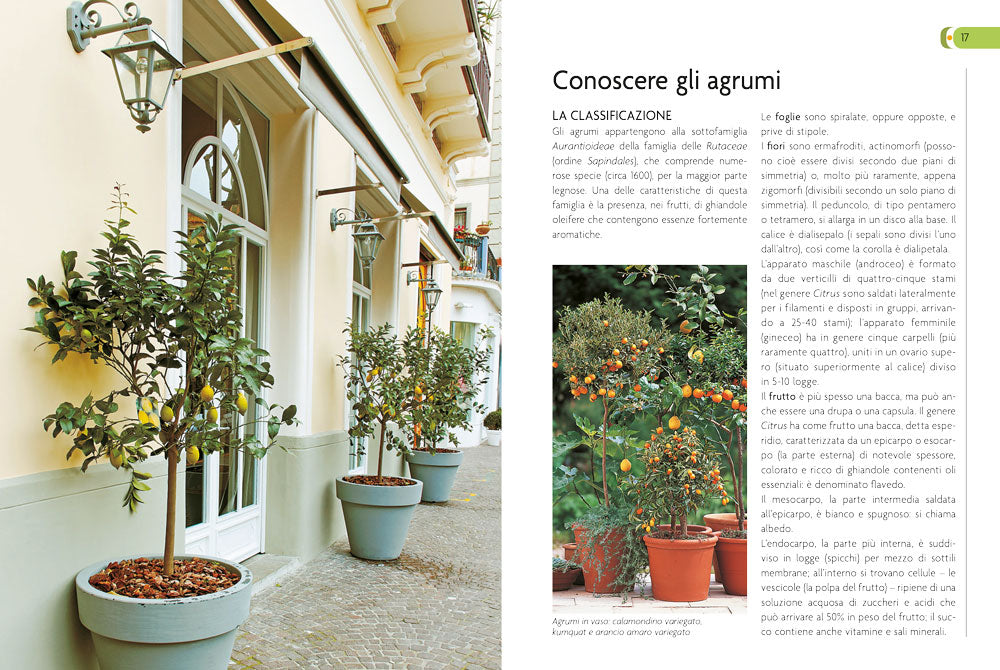 Coltivare gli agrumi. in piena terra e in vaso