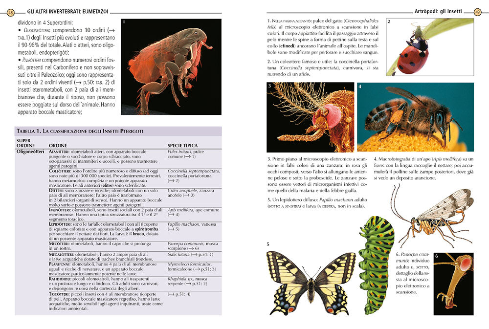 Zoologia