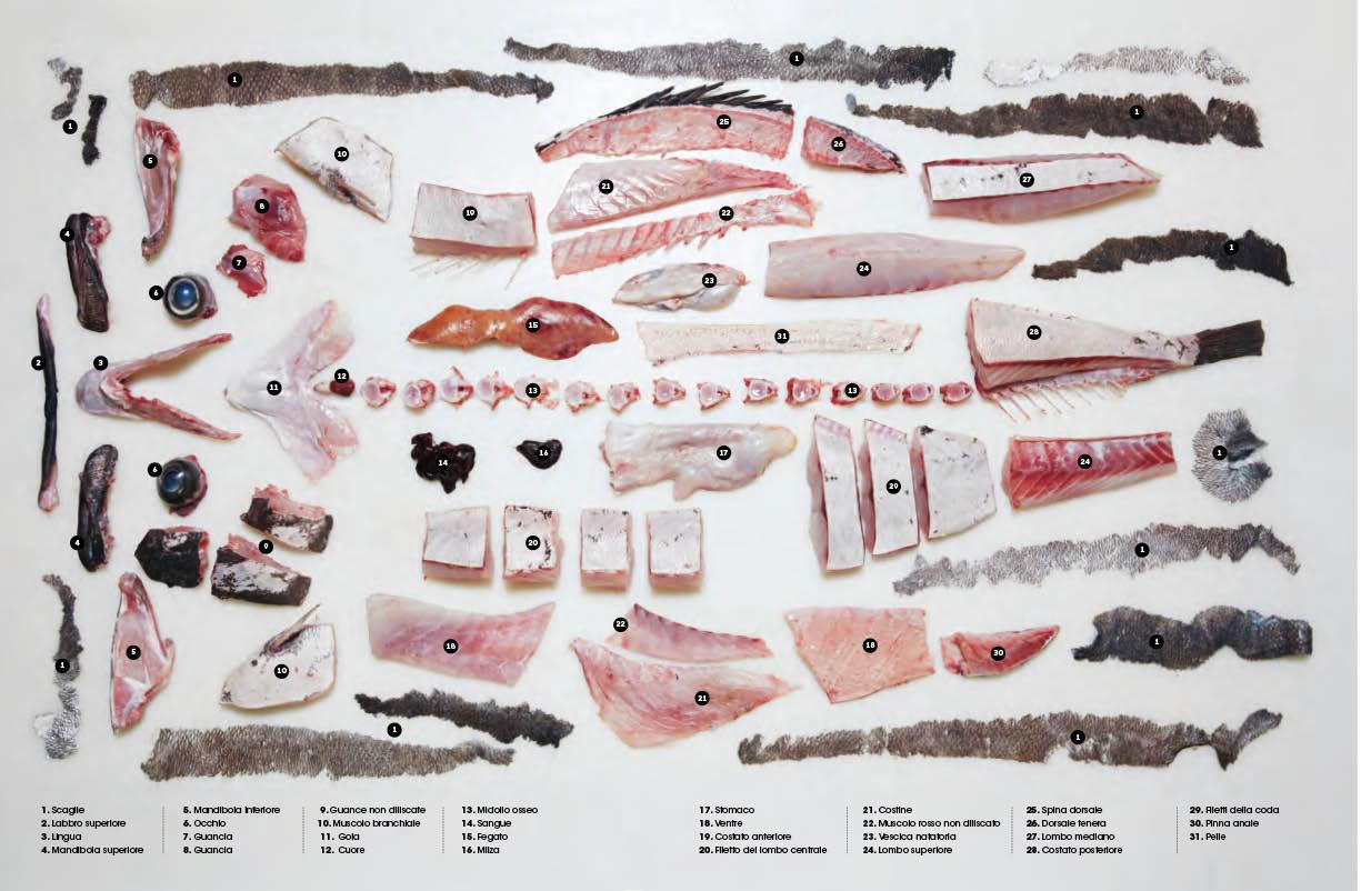 Il Grande Libro del Pesce