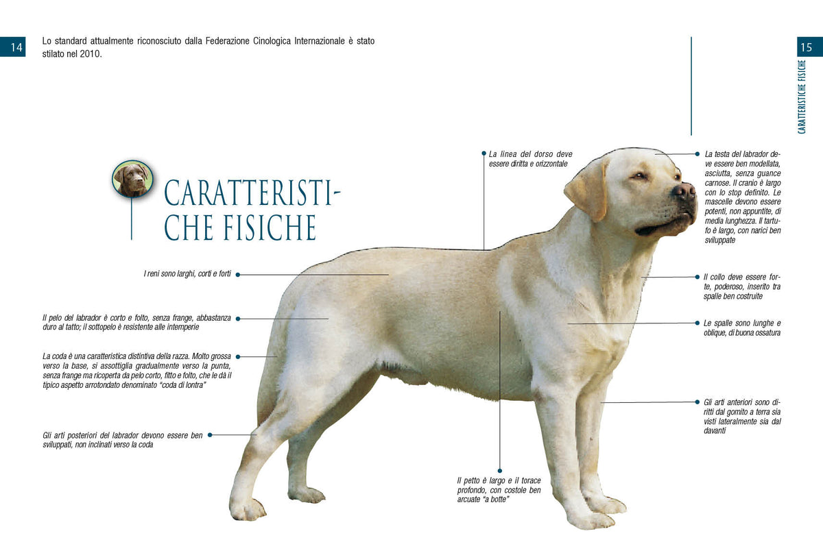 Labrador. vita in casa educazione cure