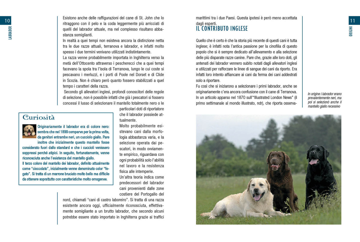 Labrador. vita in casa educazione cure