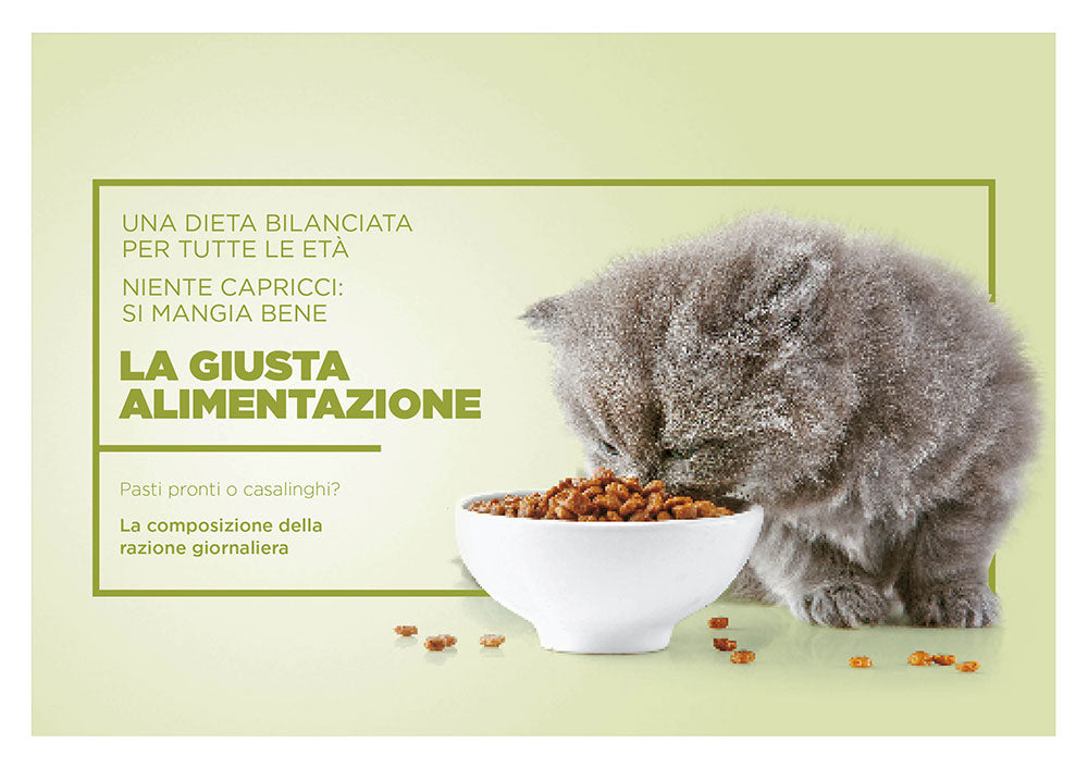 Arriva un micio . preparativi, attrezzatura, accoglienza, cure