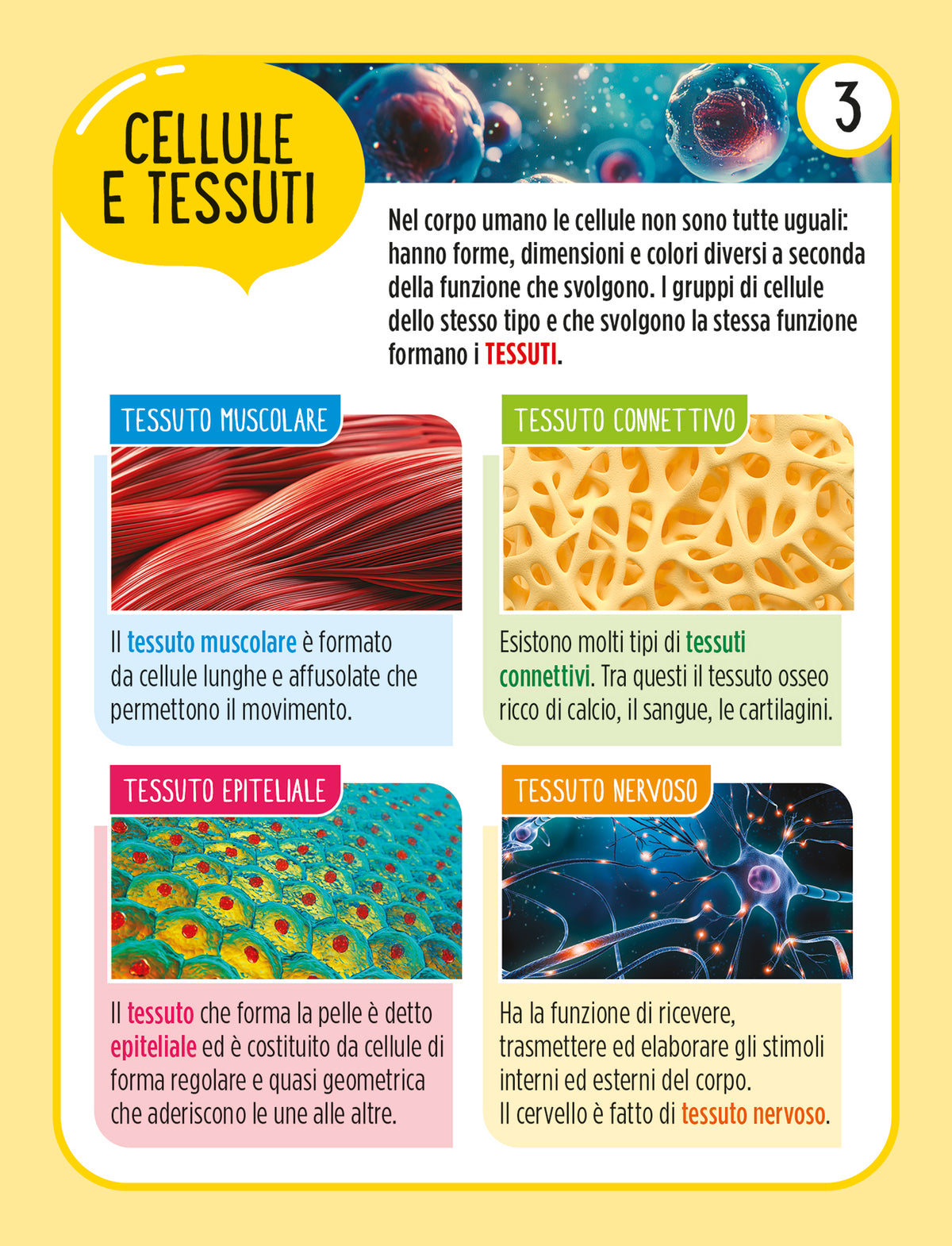 Il corpo umano