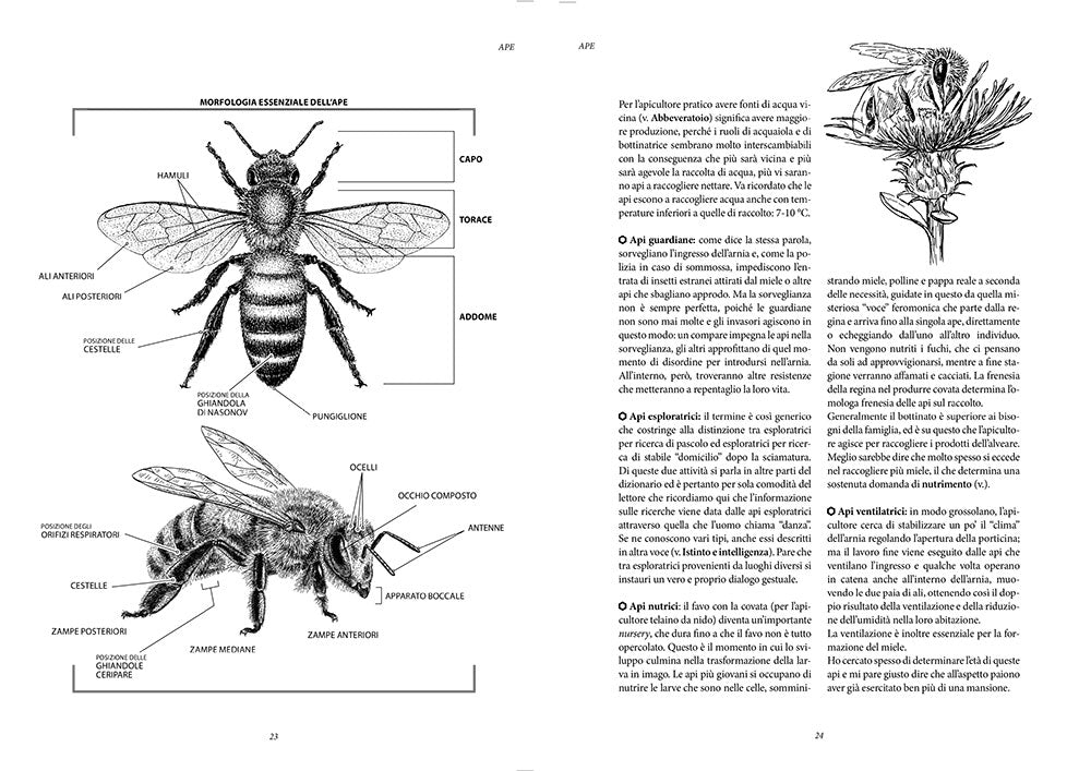 Dizionario di apicultura