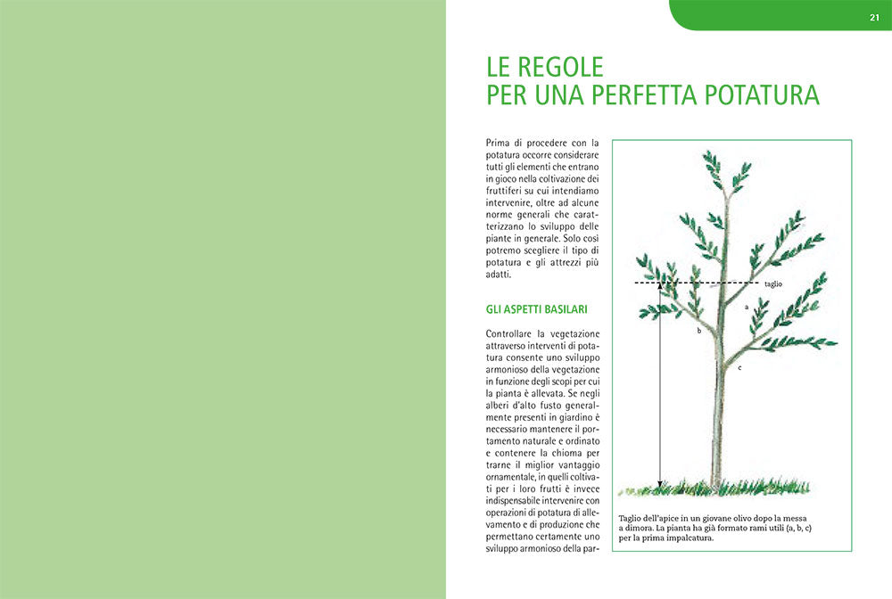 Potature e innesti per le piante da frutto