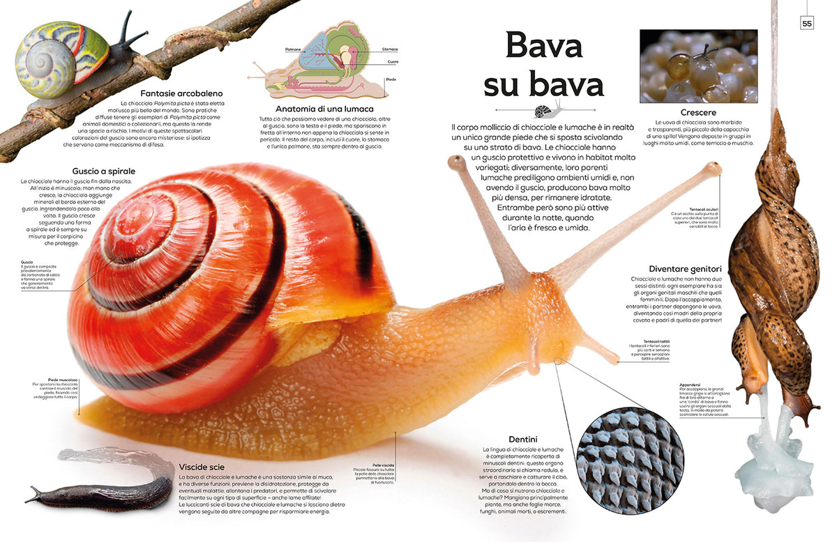 Forme della natura