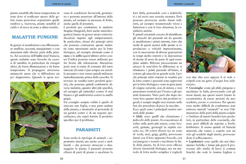 Coltiva le tue tisane. Tè e infusi
