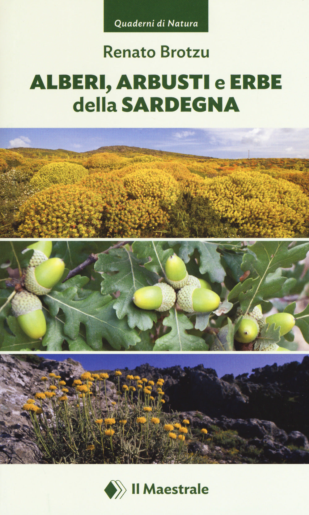 Alberi, arbusti e erbe della Sardegna. Ediz. a colori